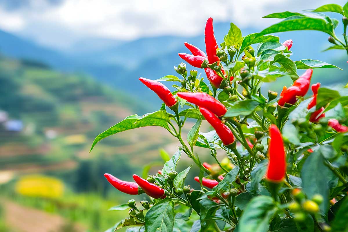 seminare il peperoncino