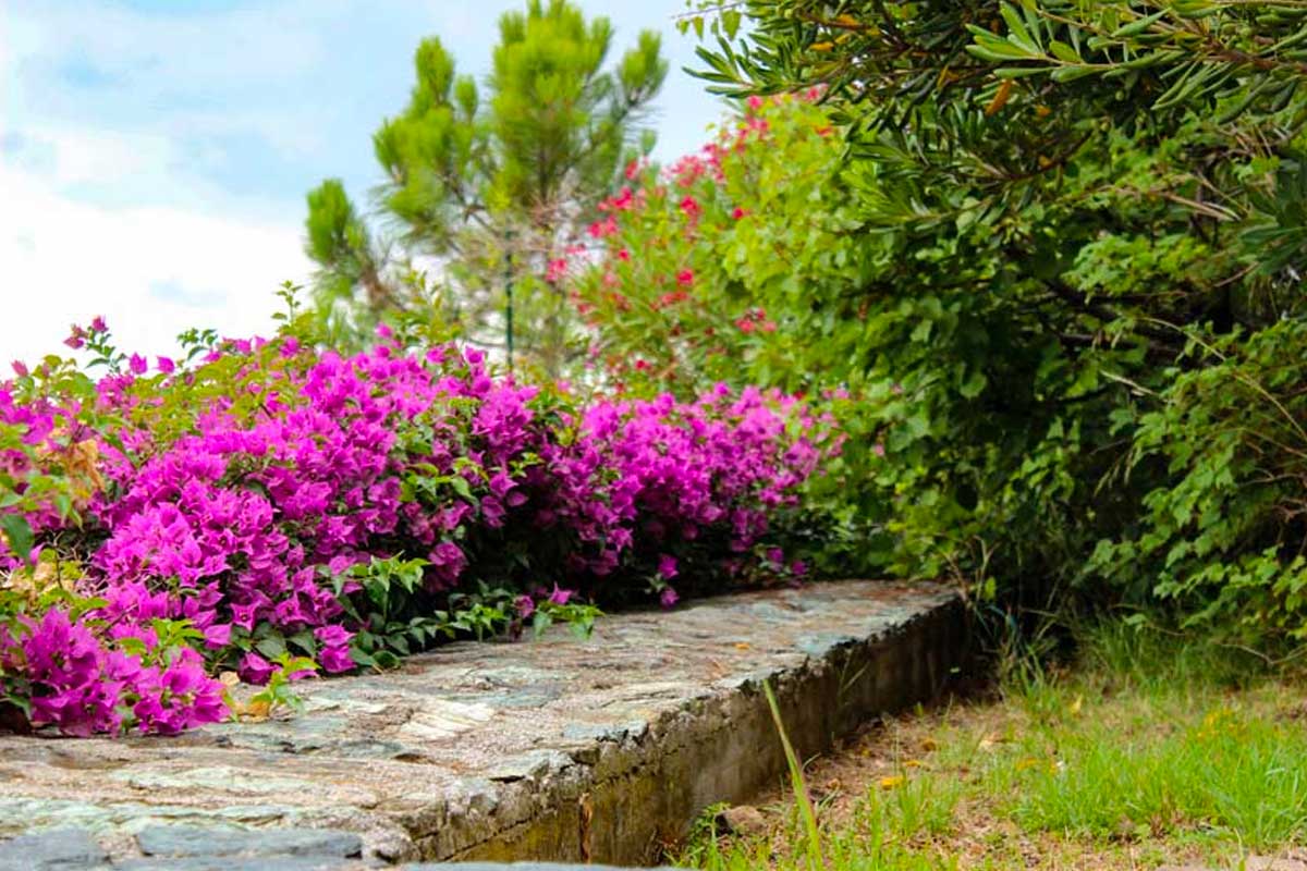 bounganville a siepe in giardino