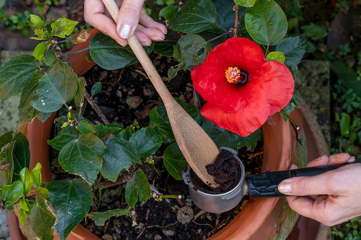 fondi di caffè per concimare fiori