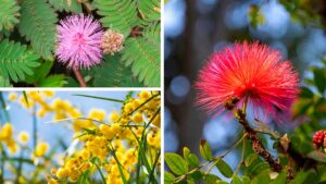 varietà di mimosa