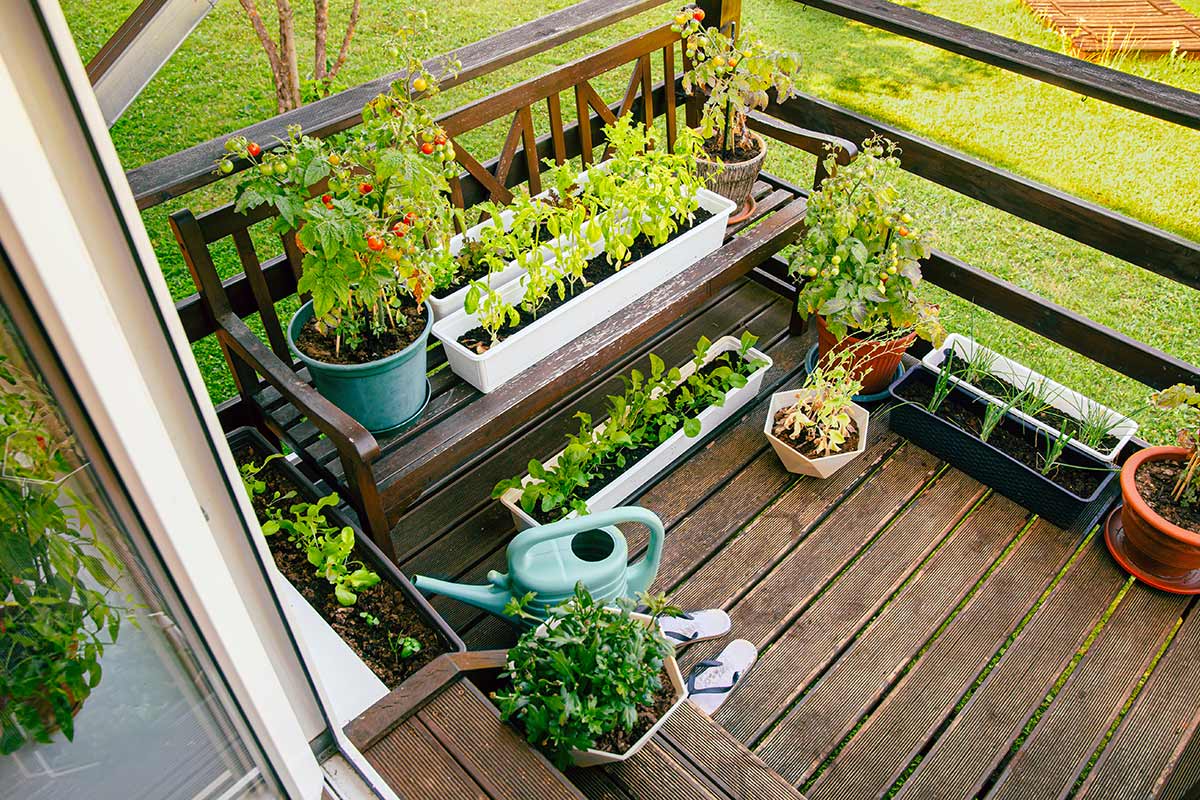 verdure da coltivare in vaso
