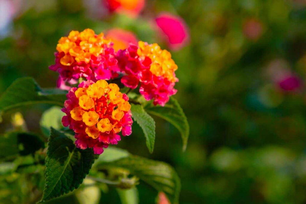 La lantana, la pianta esotica che decora e tiene lontane le zanzare
