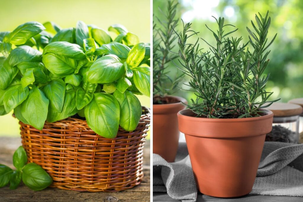 Aromi contro piccioni: la soluzione green che non inquina (né disturba)