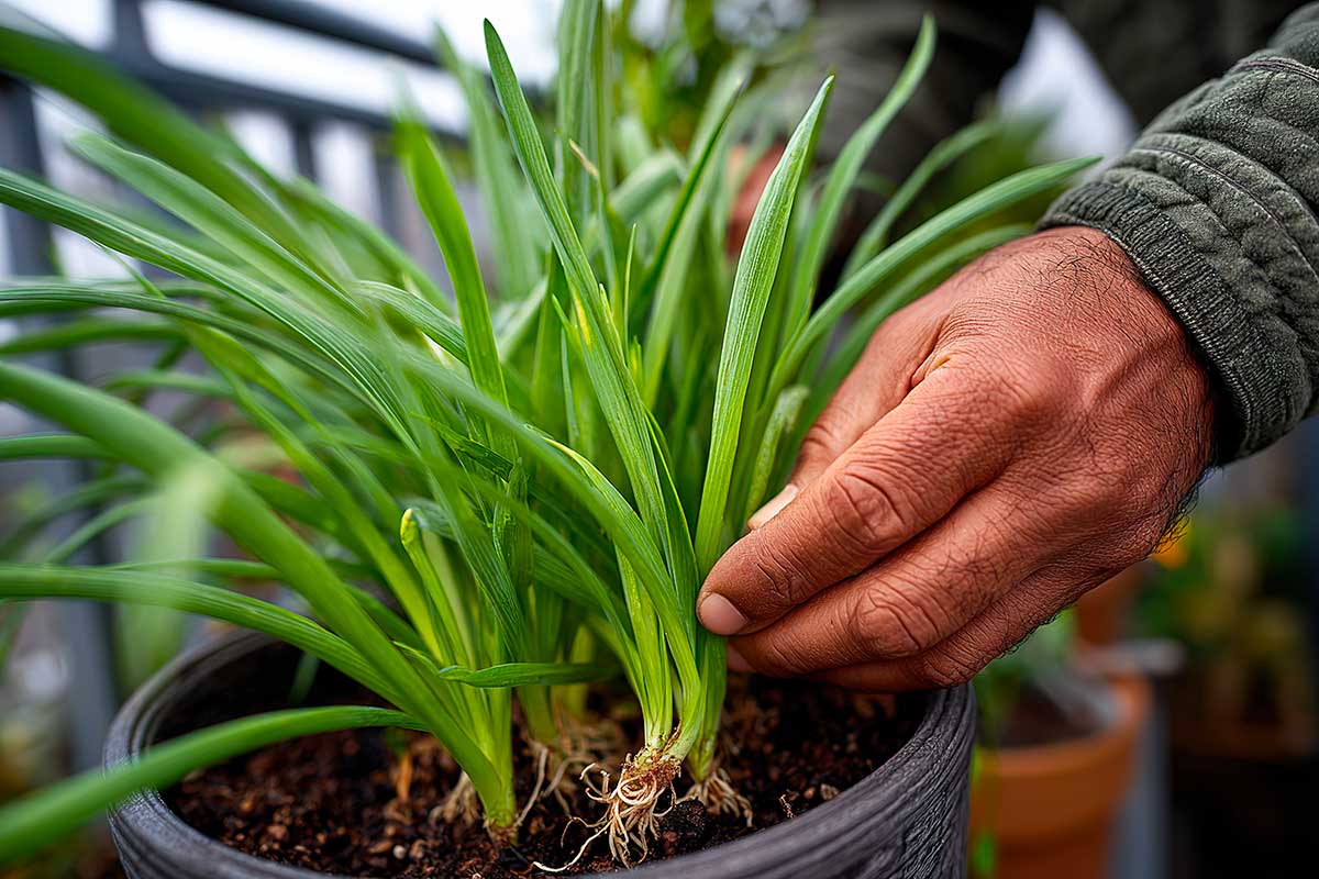 Come coltivare le cipolle in balcone anche in inverno: guida facile passo passo