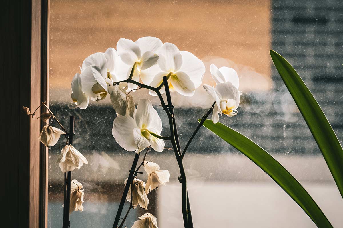Orchidee e freddo: come prendersene cura in inverno senza farle soffrire