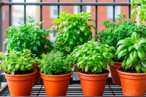 Come proteggere le aromatiche dal freddo: rosmarino, salvia e timo senza danni