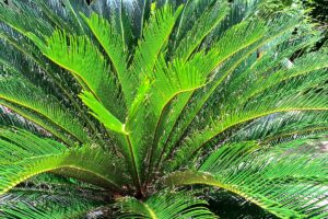 Cycas in inverno: come proteggerla dal freddo di dicembre senza soffocarla