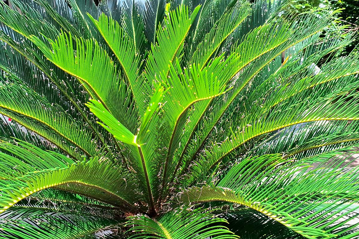 Cycas in inverno: come proteggerla dal freddo di dicembre senza soffocarla