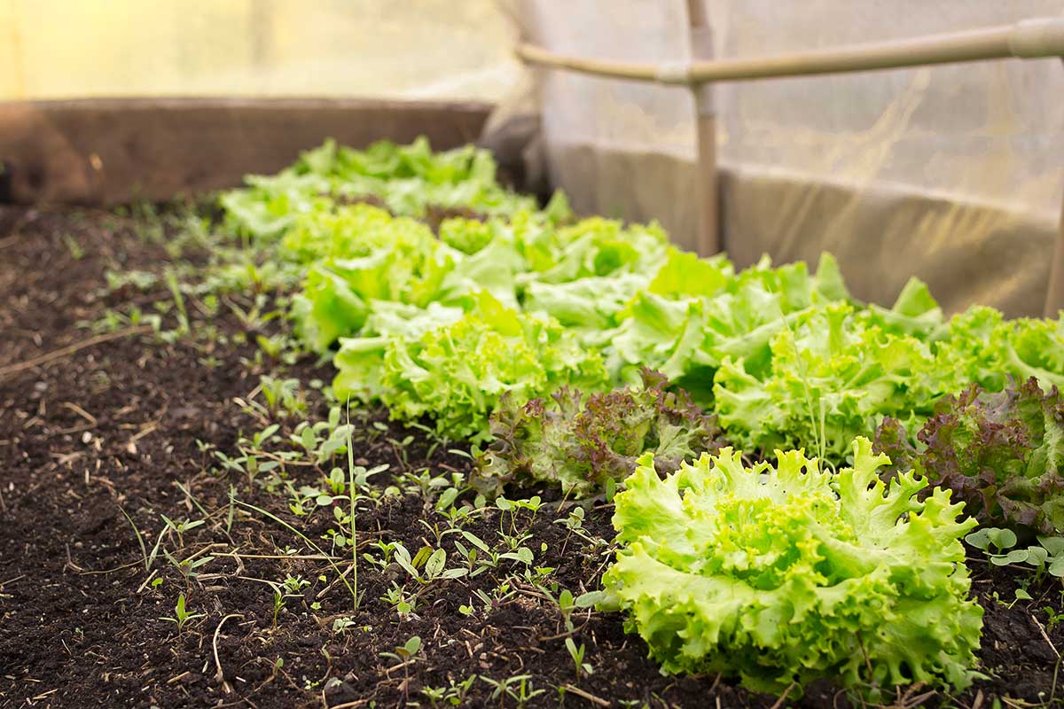 Lattughe resistenti al gelo: le varietà che crescono lente ma sicure