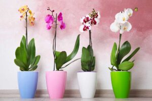 Orchidee in inverno: il posto giusto in casa per farle sopravvivere al freddo