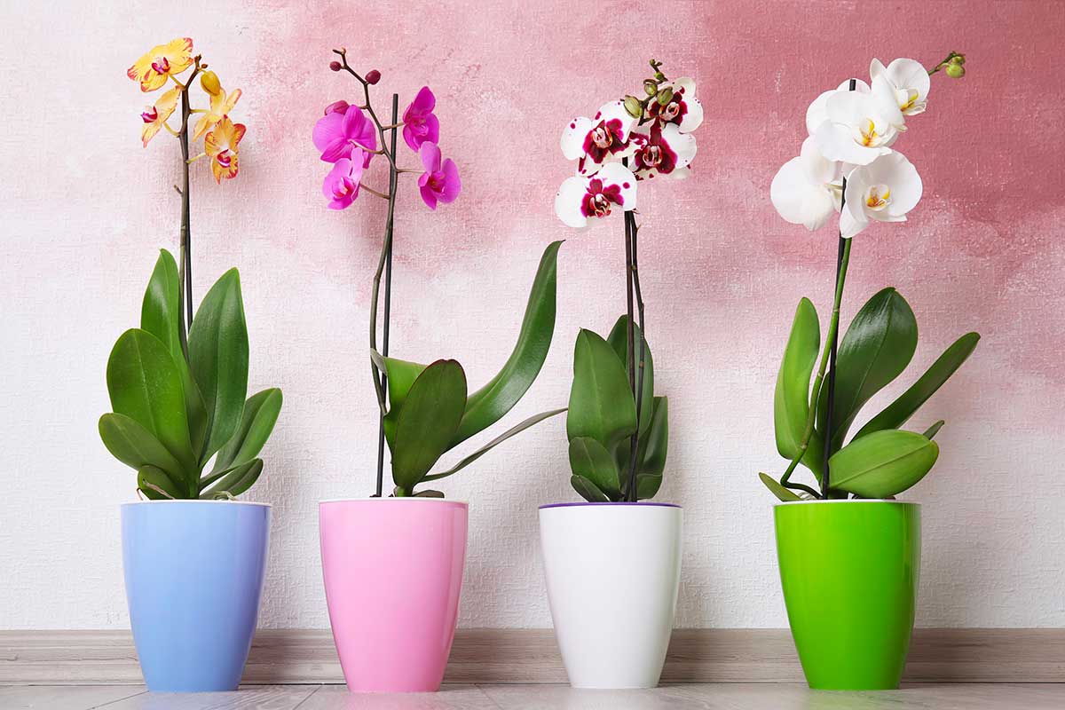 Orchidee in inverno: il posto giusto in casa per farle sopravvivere al freddo