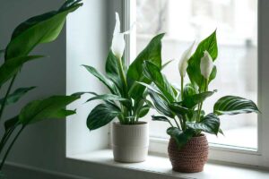 Le piante che depurano l’aria in inverno: quali scegliere e dove metterle