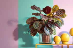 Piante che non sopportano il termosifone: come aiutarle a superare l’inverno fino a marzo