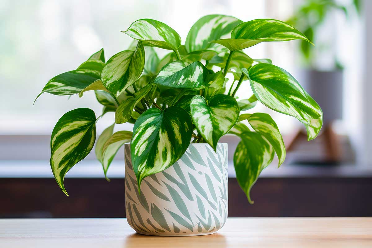 Pothos in vaso dentro casa