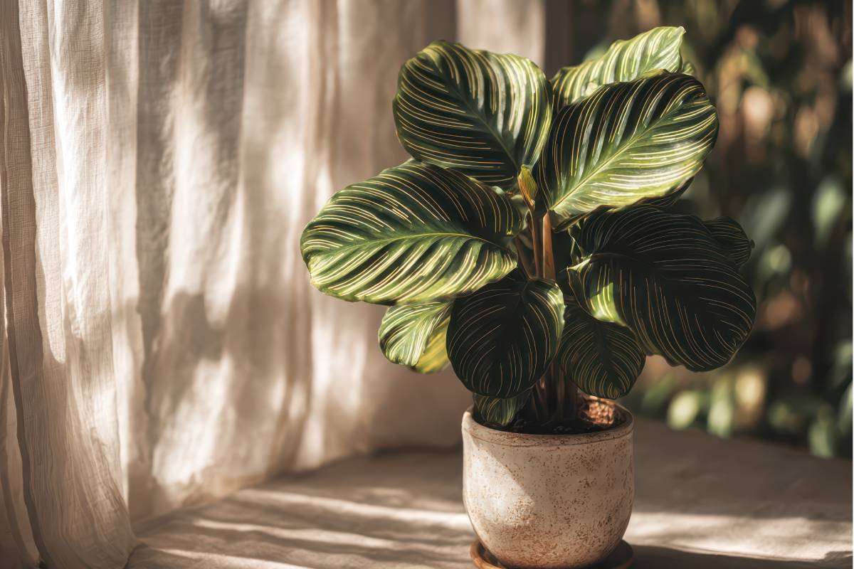 Calathea