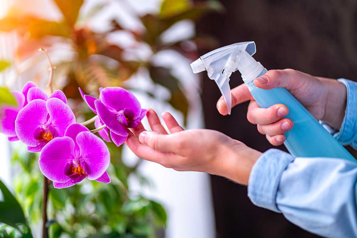 Orchidee e clima di dicembre: ogni quanto bagnarle davvero in casa