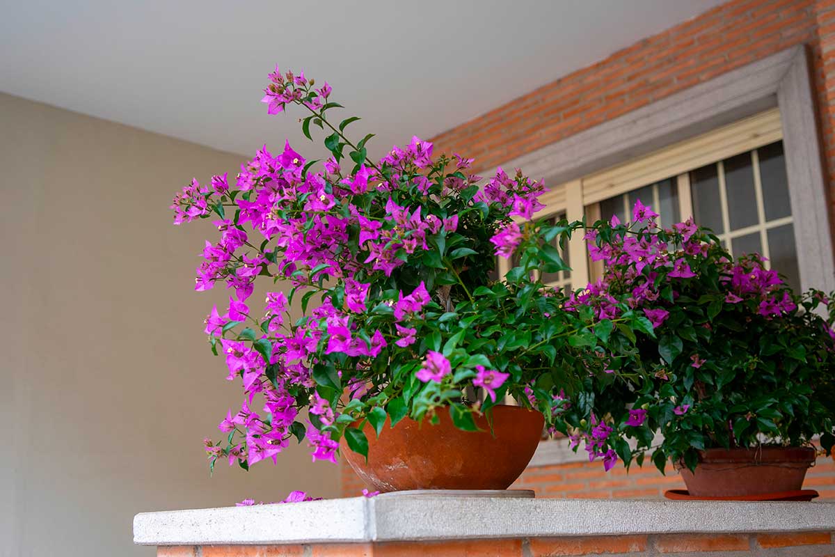 Bougainvillea in vaso al freddo? Ecco come salvarla dal gelo in arrivo