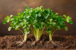 Semina del prezzemolo in inverno: il metodo che evita muffe e marciumi