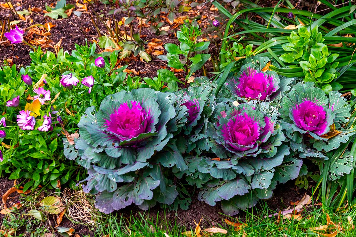 Aiuole d’inverno: le 7 piante che resistono al gelo e tengono vivo il giardino
