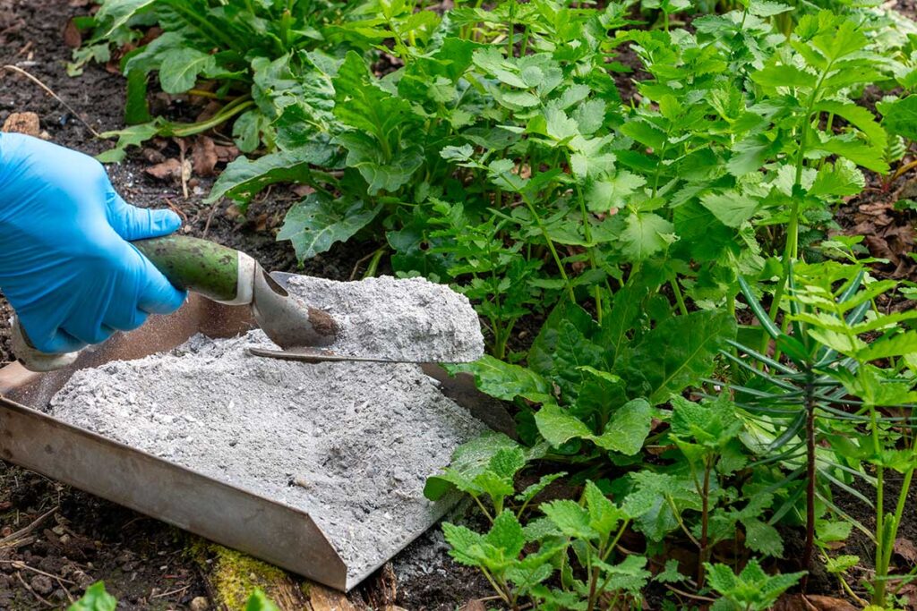 Cenere di legna nell’orto: quando usarla per avere più raccolto