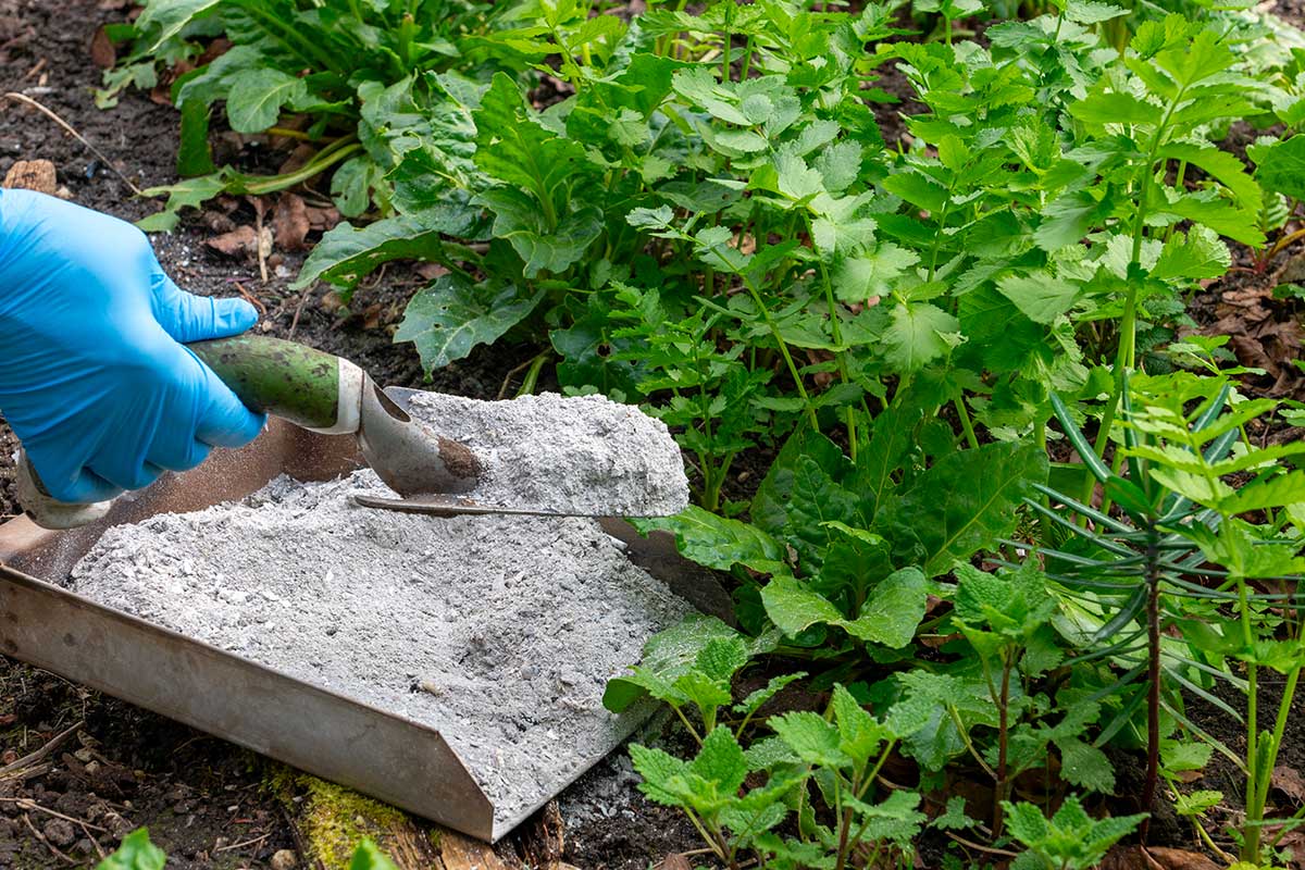 Cenere di legna nell’orto: quando usarla per avere più raccolto
