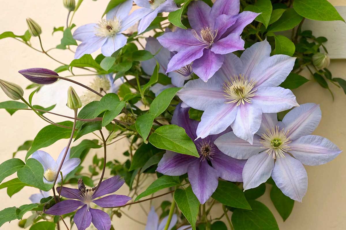 Clematis in vaso d’inverno: i gesti che davvero la salvano dal freddo