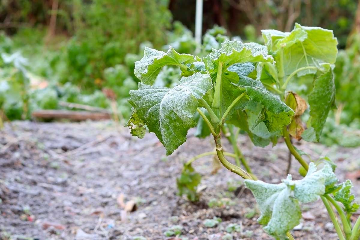 Cosa pianto nell’orto a dicembre: le specie che resistono al freddo e che metto ancora a dimora