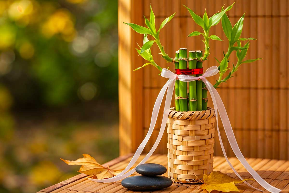 Lucky Bamboo d’inverno: come farlo crescere più veloce quando la luce scarseggia