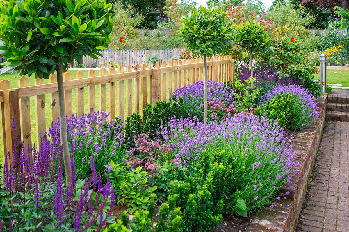 Lavanda in inverno: piccoli trucchi per proteggerla dal freddo