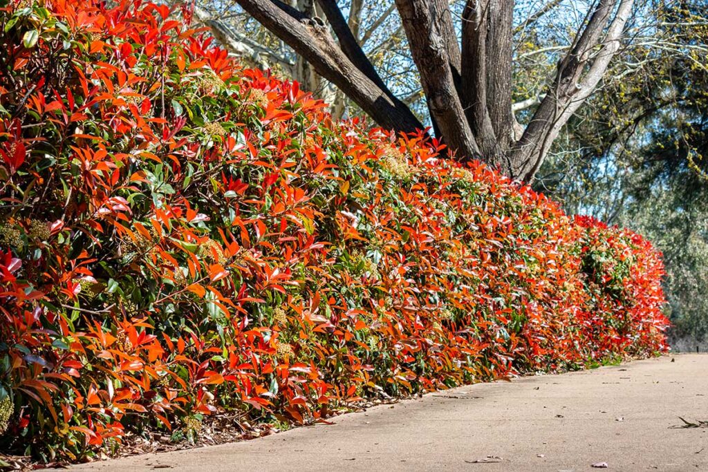 Siepi che non perdono le foglie: 8 specie perfette per la stagione fredda