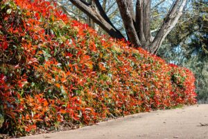 Siepi che non perdono le foglie: 8 specie perfette per la stagione fredda
